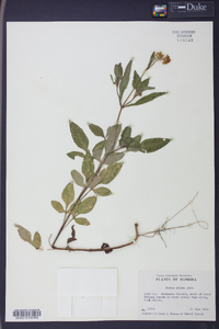 Bidens pilosa image