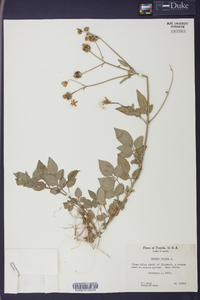 Bidens pilosa image