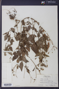 Bidens pilosa image