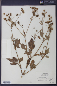 Bidens pilosa image