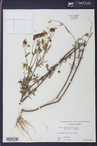 Bidens polylepis image