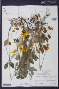 Coreopsis auriculata image