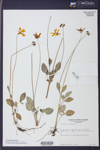 Coreopsis auriculata image