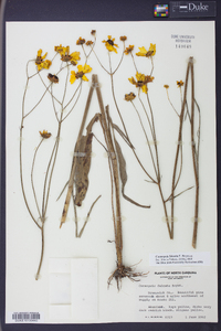 Coreopsis falcata image