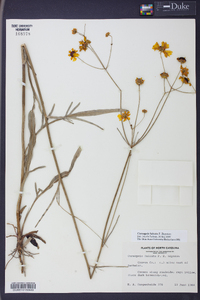 Coreopsis falcata image