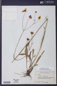 Coreopsis falcata image