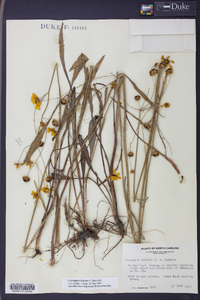 Coreopsis falcata image