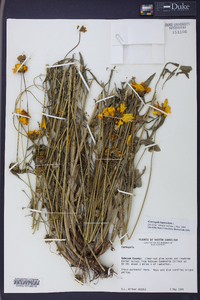 Coreopsis lanceolata image