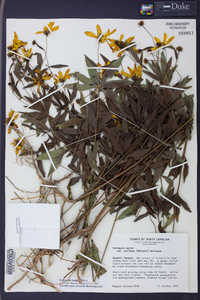 Coreopsis major image