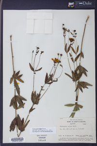 Coreopsis major image