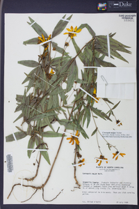 Coreopsis major image