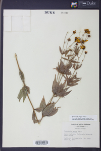 Coreopsis major image