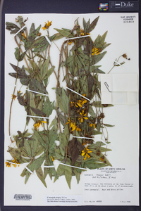 Coreopsis major image