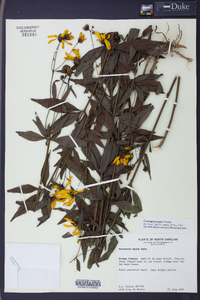 Coreopsis major image