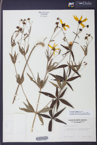 Coreopsis major image