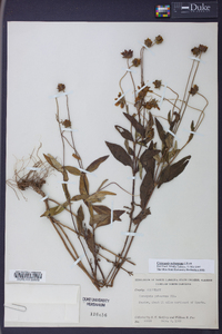 Coreopsis pubescens image