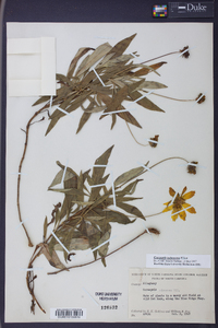 Coreopsis pubescens image