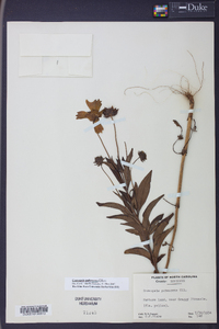 Coreopsis pubescens image