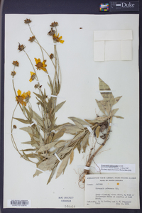 Coreopsis pubescens image