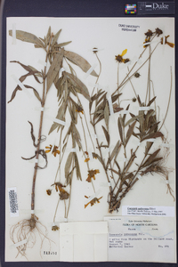 Coreopsis pubescens image