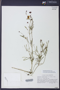 Coreopsis tinctoria image