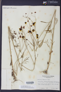 Coreopsis tinctoria image