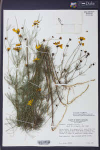 Coreopsis verticillata image