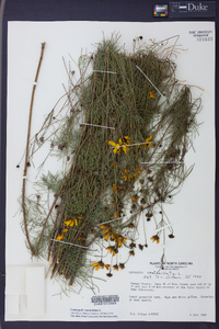 Coreopsis verticillata image