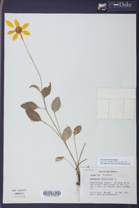 Coreopsis auriculata image