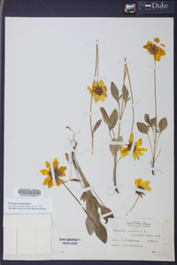 Coreopsis auriculata image