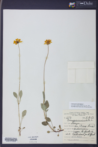 Coreopsis auriculata image