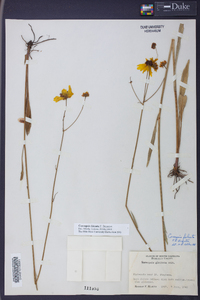 Coreopsis falcata image