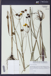 Coreopsis falcata image