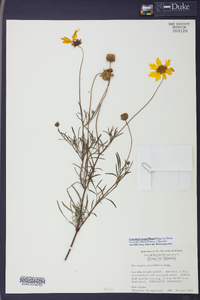 Coreopsis grandiflora image