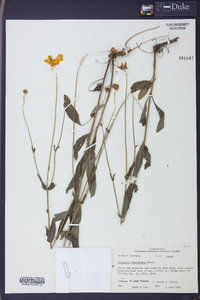 Coreopsis intermedia image