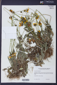 Coreopsis lanceolata image