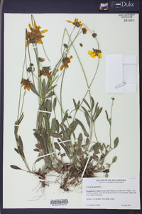 Coreopsis lanceolata image