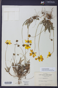 Coreopsis lanceolata image