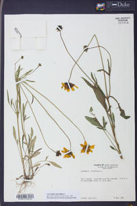 Coreopsis lanceolata image