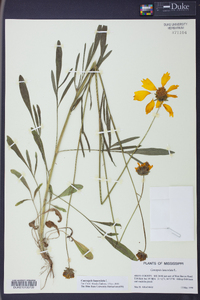 Coreopsis lanceolata image