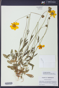 Coreopsis lanceolata image