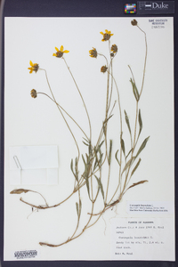 Coreopsis lanceolata image