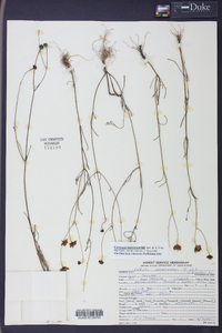 Coreopsis leavenworthii image