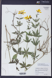 Coreopsis major image