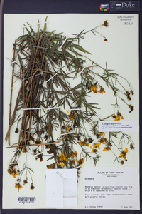 Coreopsis major image