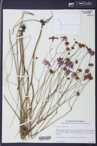 Coreopsis nudata image