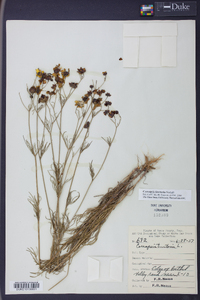 Coreopsis tinctoria image