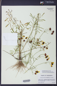 Coreopsis tinctoria image