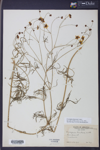 Coreopsis tinctoria image