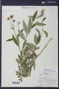 Coreopsis tripteris image